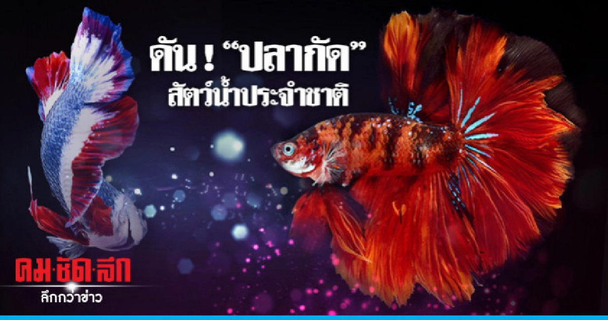 "เกษตรฯ"ดัน"ปลากัด"เป็นสัตว์น้ำประจำชาติ "เกษตรฯ"ดัน"ปลากัด"เป็นสัตว์น้ำประจำชาติ