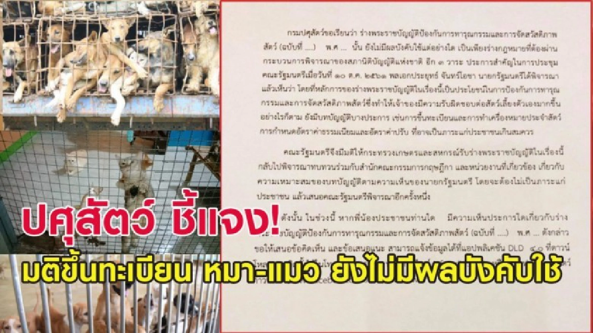 กรมปศุสัตว์ แจง มติขึ้นทะเบียน หมา-แมว ยังไม่มีผลบังคับใช้