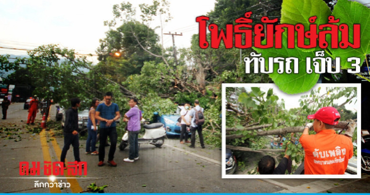 ต้นโพธิ์ขนาดใหญ่ล้มทับรถ-เจ็บ 3