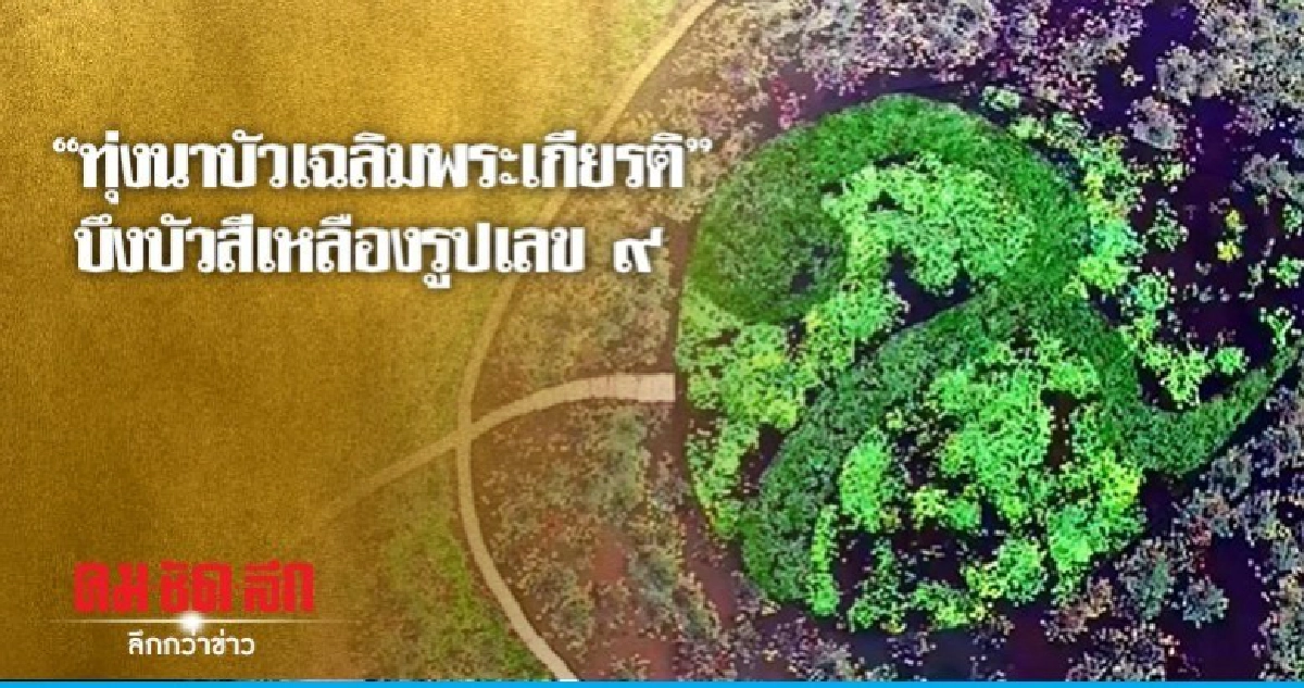 เปิดบึงบัวสีเหลืองรูปเลข ๙ เปิดบึงบัวสีเหลืองรูปเลข ๙