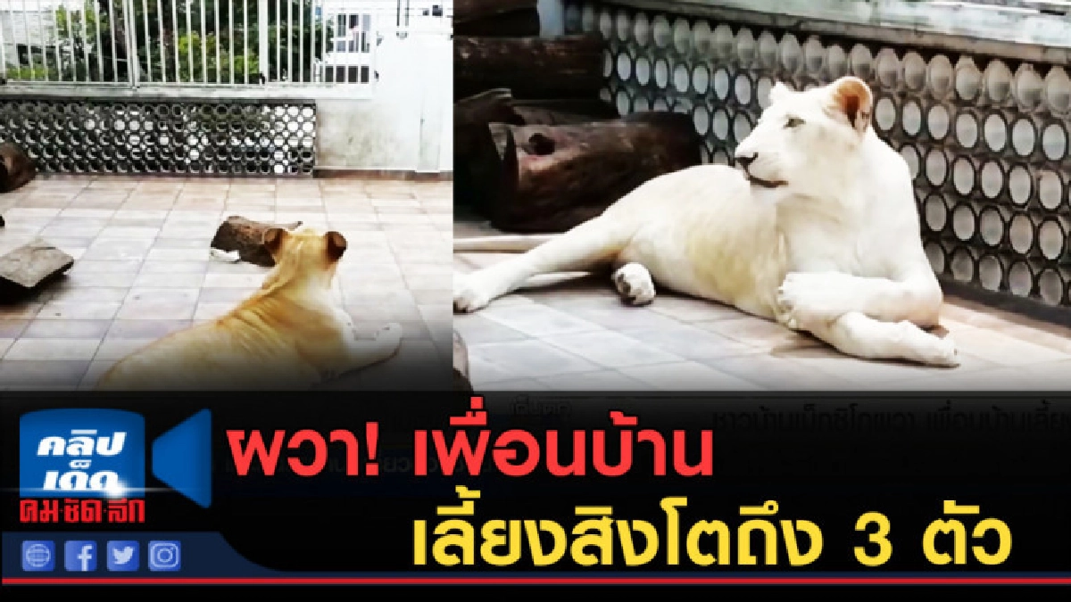 (คลิปข่าว) ชาวเม็กซิโกผวา!...เพื่อนบ้านเลี้ยงสิงโตถึง 3 ตัว (คลิปข่าว) ชาวเม็กซิโกผวา!...เพื่อนบ้านเลี้ยงสิงโตถึง 3 ตัว