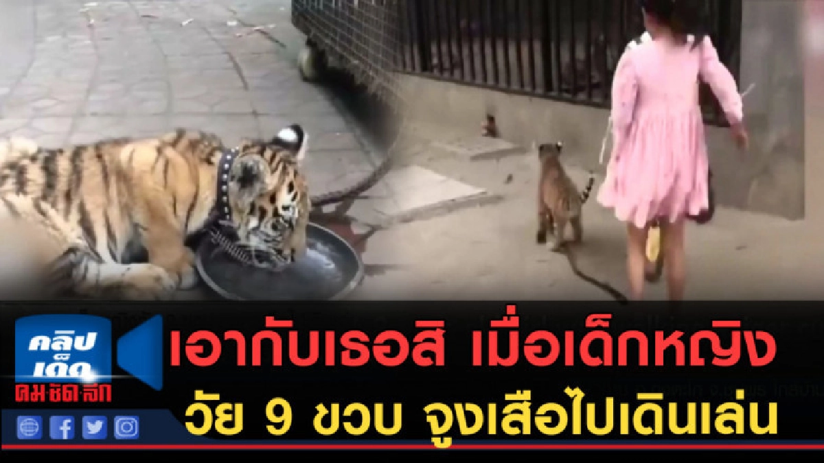 (คลิปข่าว) เอากับเธอสิ เมื่อเด็กหญิงวัย 9 ขวบจูงเสือเดินเล่น