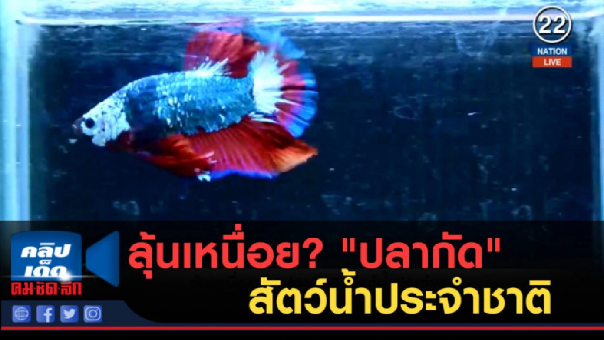 (คลิปข่าว) ลุ้นเหนื่อย? "ปลากัด" สัตว์น้ำประจำชาติ