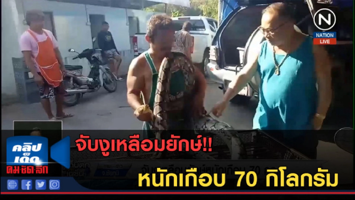 (คลิปข่าว) จับงูเหลือมยักษ์หนักเกือบ 70 กิโลกรัม (คลิปข่าว) จับงูเหลือมยักษ์หนักเกือบ 70 กิโลกรัม