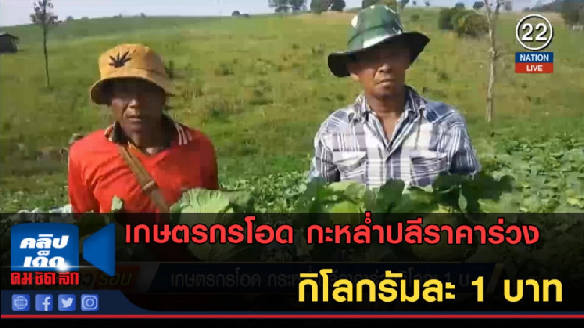 (คลิปข่าว) เกษตรกรโอด กะหลํ่าปลีราคาร่วงหนักมาก!! (คลิปข่าว) เกษตรกรโอด กะหลํ่าปลีราคาร่วงหนักมาก!!