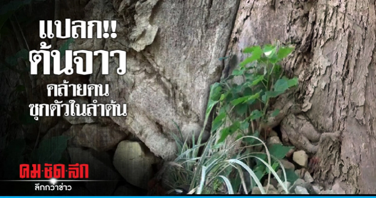 แปลก!! ต้นจาว คล้ายคนมุดตัวซุกเข้าในลำต้น แปลก!! ต้นจาว คล้ายคนมุดตัวซุกเข้าในลำต้น