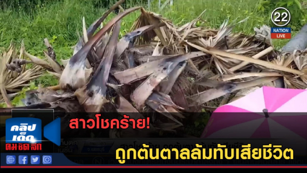 (คลิปข่าว) สาวโชคร้าย ถูกต้นตาลล้มทับเสียชีวิต (คลิปข่าว) สาวโชคร้าย ถูกต้นตาลล้มทับเสียชีวิต