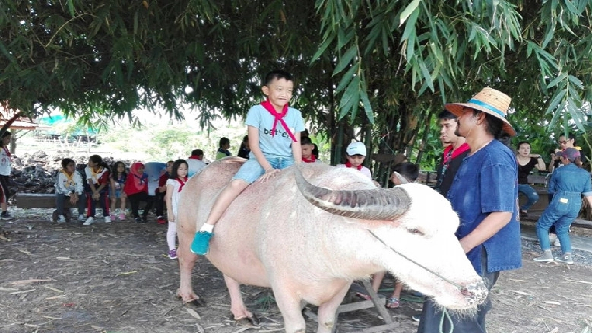 นักคิดรุ่นจิ๋วสัมผัสวิถีไทยพื้นบ้าน นักคิดรุ่นจิ๋วสัมผัสวิถีไทยพื้นบ้าน