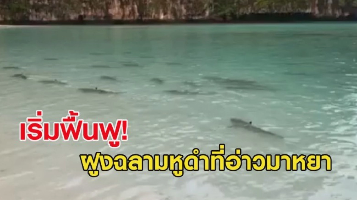 กรมอุทยานฯ เผยคลิปฝูงฉลามหูดำแหวกที่ว่ายอ่าวมาหยา กรมอุทยานฯ เผยคลิปฝูงฉลามหูดำแหวกที่ว่ายอ่าวมาหยา