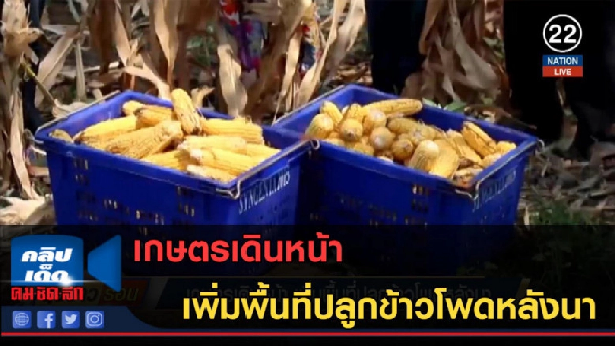 (คลิปข่าว) เกษตรเดินหน้า เพิ่มพื้นที่ปลูกข้าวโพดหลังนา (คลิปข่าว) เกษตรเดินหน้า เพิ่มพื้นที่ปลูกข้าวโพดหลังนา
