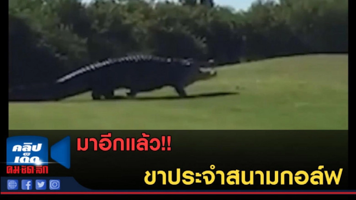 (คลิปข่าว) มาอีกแล้ว ขาประจำสนามกอล์ฟ (คลิปข่าว) มาอีกแล้ว ขาประจำสนามกอล์ฟ