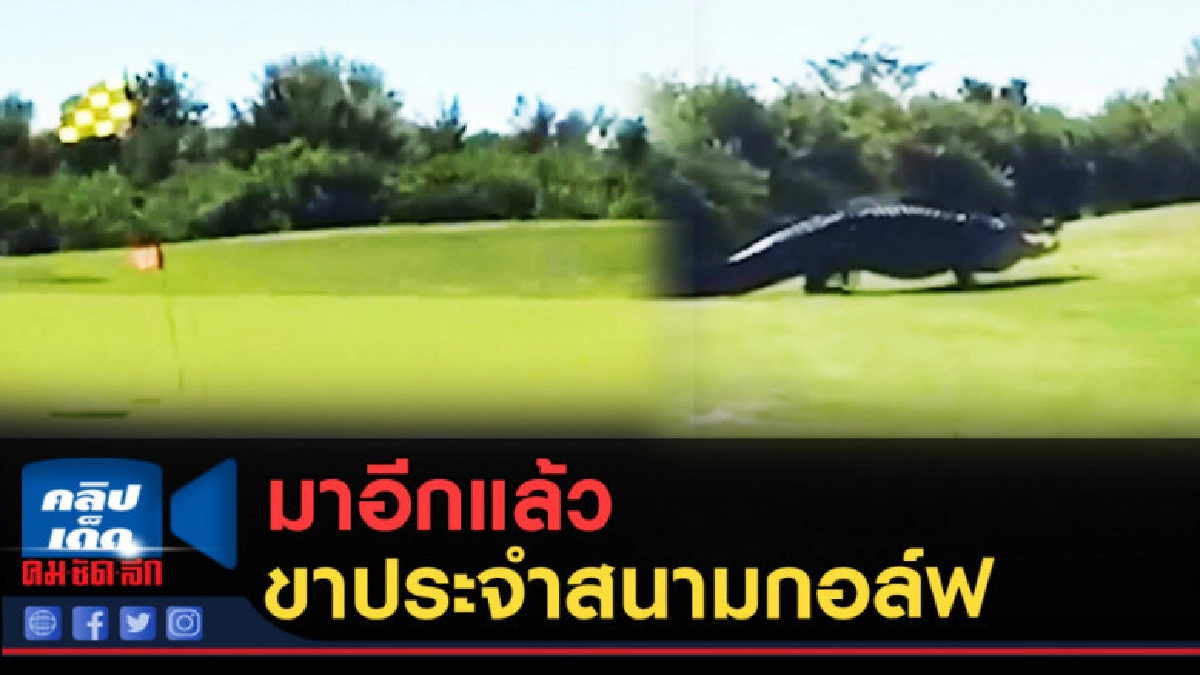 (คลิปข่าว) มาอีกแล้ว ขาประจำสนามกอล์ฟ (คลิปข่าว) มาอีกแล้ว ขาประจำสนามกอล์ฟ