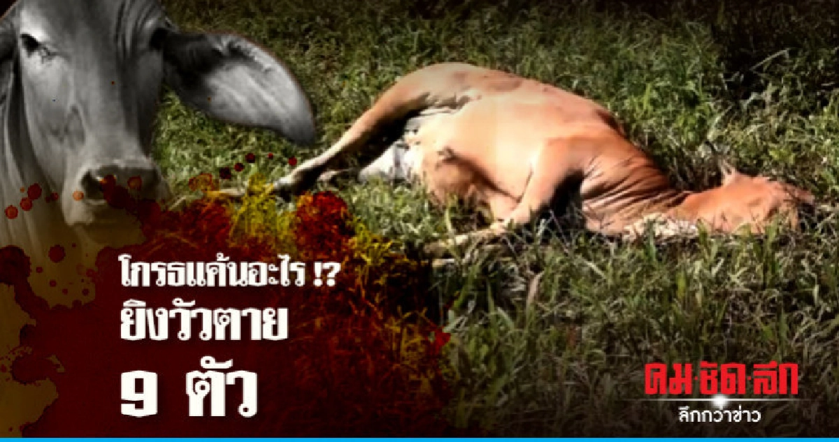 สงสารจับใจ !! ยิงวัวตาย 9 ตัว สงสารจับใจ !! ยิงวัวตาย 9 ตัว