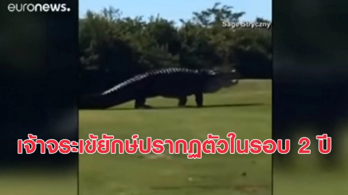 ฮือฮา! ไอ้เข้ยักษ์เซเลบประจำสนามอวดโฉมครั้งแรกในรอบ 2 ปี ฮือฮา! ไอ้เข้ยักษ์เซเลบประจำสนามอวดโฉมครั้งแรกในรอบ 2 ปี