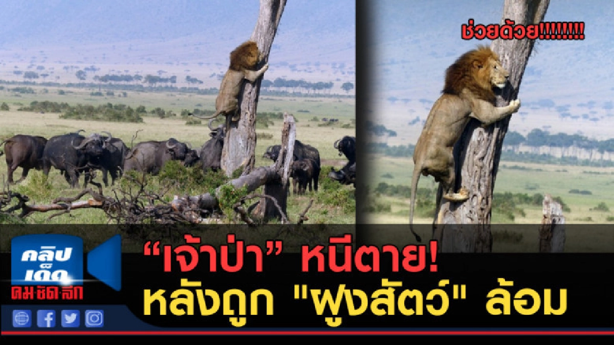 (คลิปข่าว) "เจ้าป่า" หนีตาย ปีนต้นไม้หนี (คลิปข่าว) "เจ้าป่า" หนีตาย ปีนต้นไม้หนี