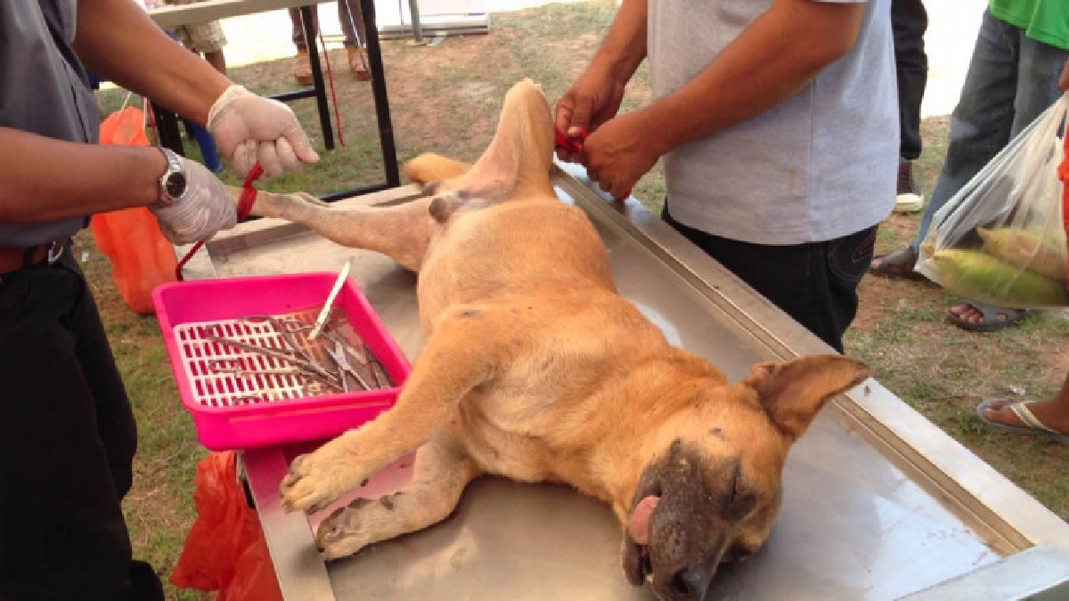 คุมกำเนิดในสุนัขและแมว