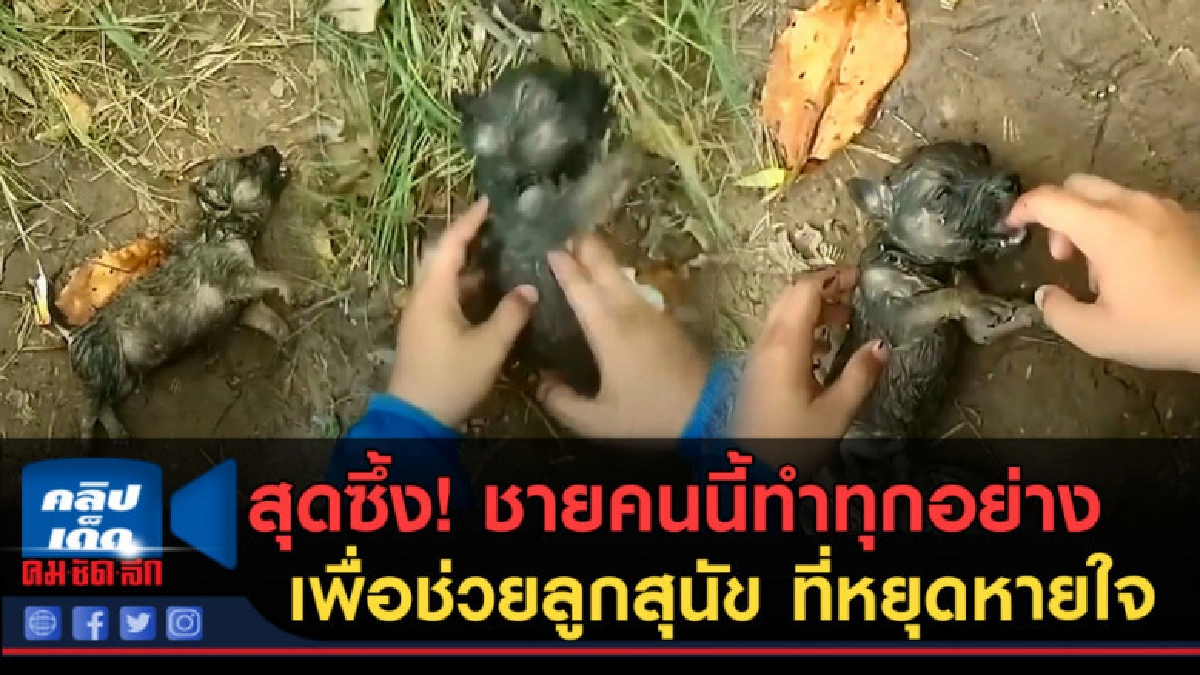 (คลิปข่าว) ชายคนนี้ทำทุกอย่าง เพื่อช่วยลูกสุนัขที่หยุดหายใจ (คลิปข่าว) ชายคนนี้ทำทุกอย่าง เพื่อช่วยลูกสุนัขที่หยุดหายใจ