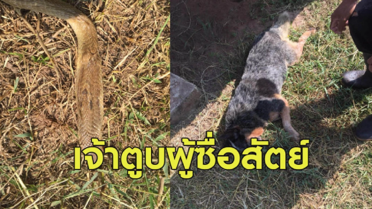 เจ้าตูบสู้กับหูเง่าปกป้องเจ้าของ ก่อนโดนฉกตายคาที่ เจ้าตูบสู้กับหูเง่าปกป้องเจ้าของ ก่อนโดนฉกตายคาที่