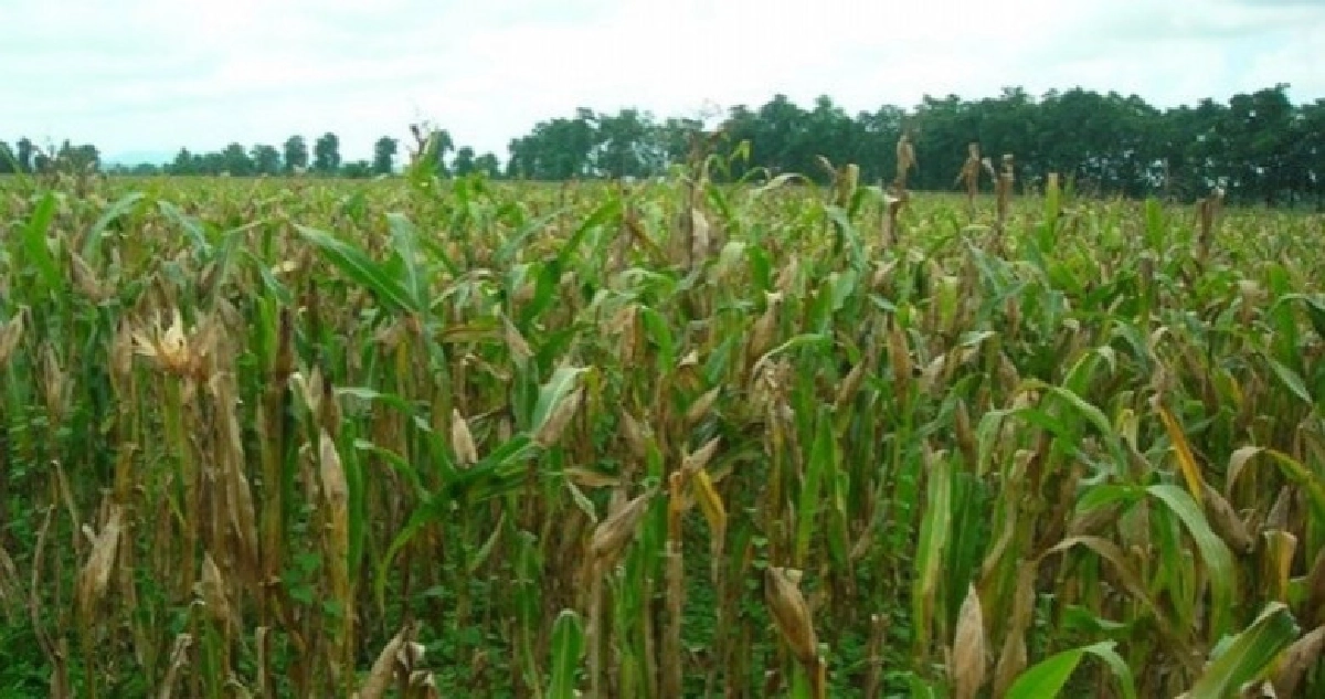     เกษตรฯ จับมือ สมาคมผู้ผลิตอาหารสัตว์ไทยหนุนปลูกข้าวโพด