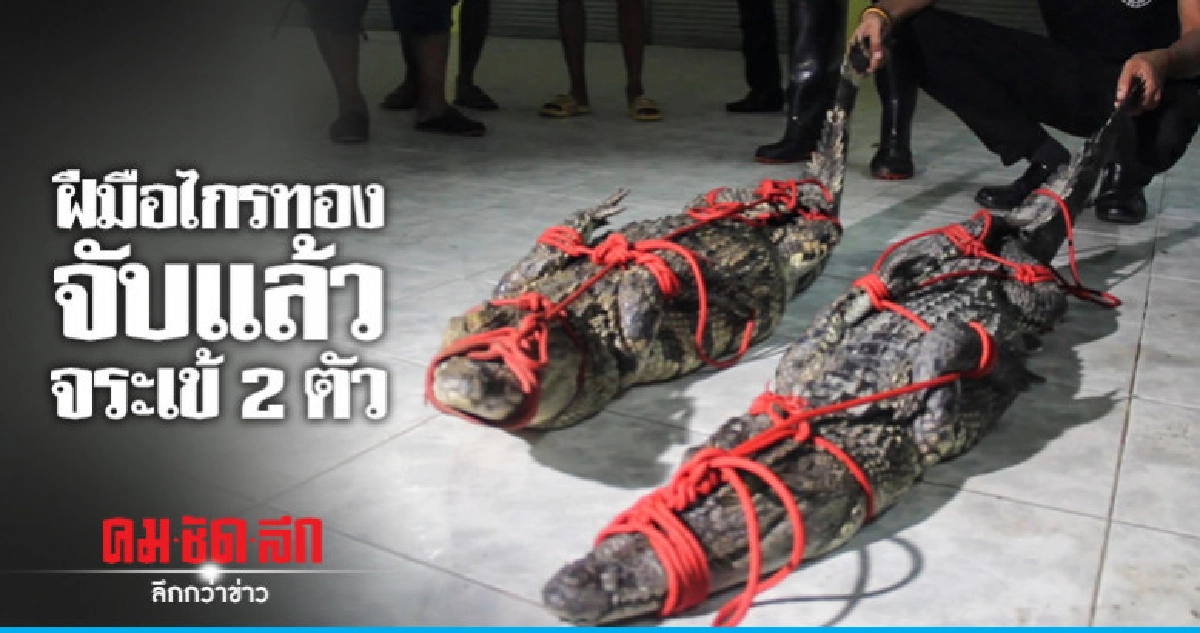 จบภารกิจ !! ไกรทองจับจระเข้ 2 ตัว จบภารกิจ !! ไกรทองจับจระเข้ 2 ตัว
