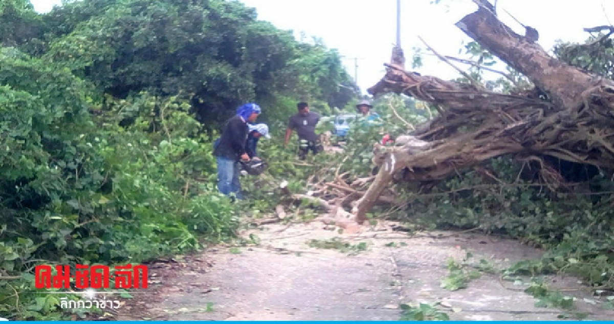 หวิดดับ ! ฝนถล่มสุพรรณฯต้นมะขาม 100 ปีโค่นทับบ้านเจ้าของ หวิดดับ ! ฝนถล่มสุพรรณฯต้นมะขาม 100 ปีโค่นทับบ้านเจ้าของ