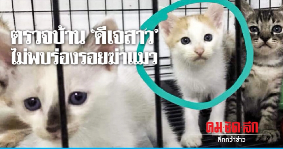 ตรวจบ้าน"ดีเจสาว"ไม่พบร่องรอยฆ่าแมว ตรวจบ้าน"ดีเจสาว"ไม่พบร่องรอยฆ่าแมว