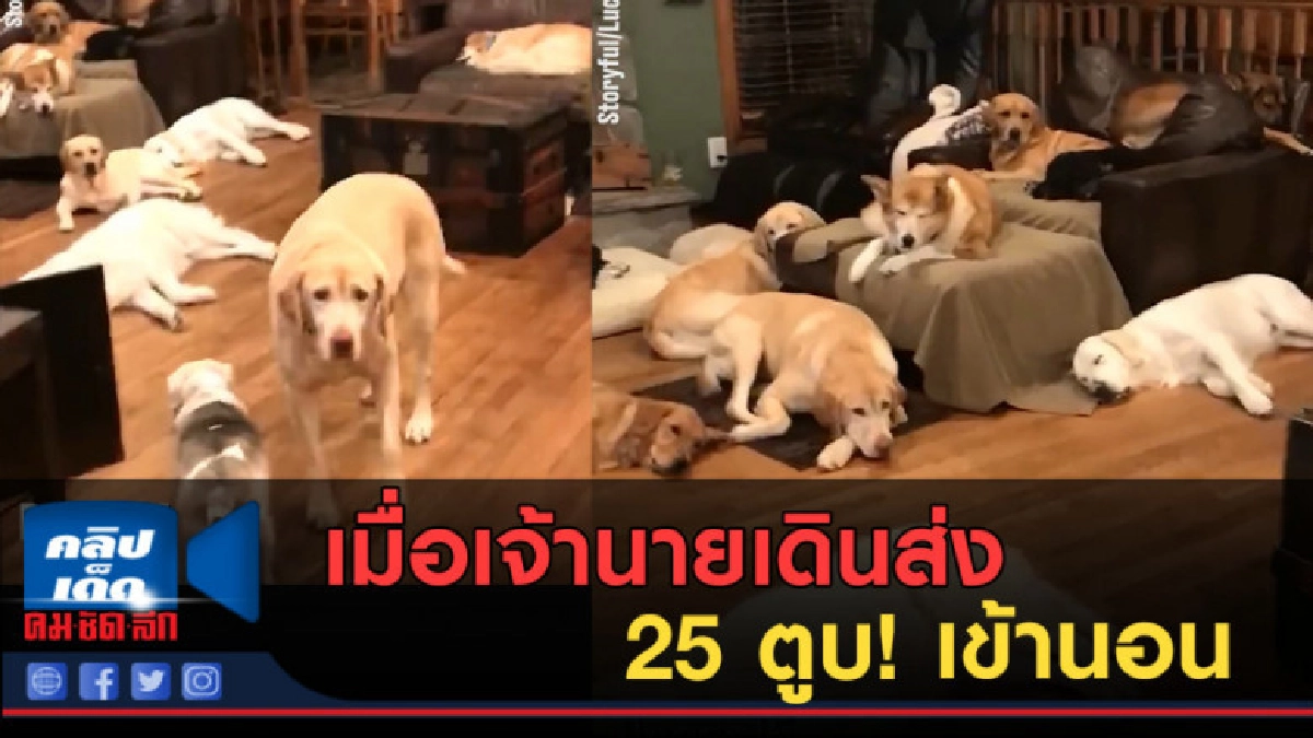 (คลิปข่าว) เมื่อเจ้านายเดินส่ง 25 ตูบ! เข้านอน