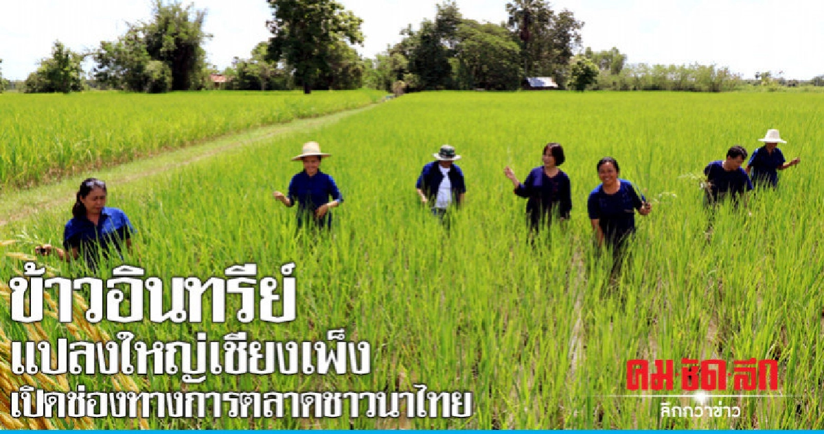 ข้าวอินทรีย์แปลงใหญ่เชียงเพ็ง เปิดช่องทางการตลาดชาวนาไทย 