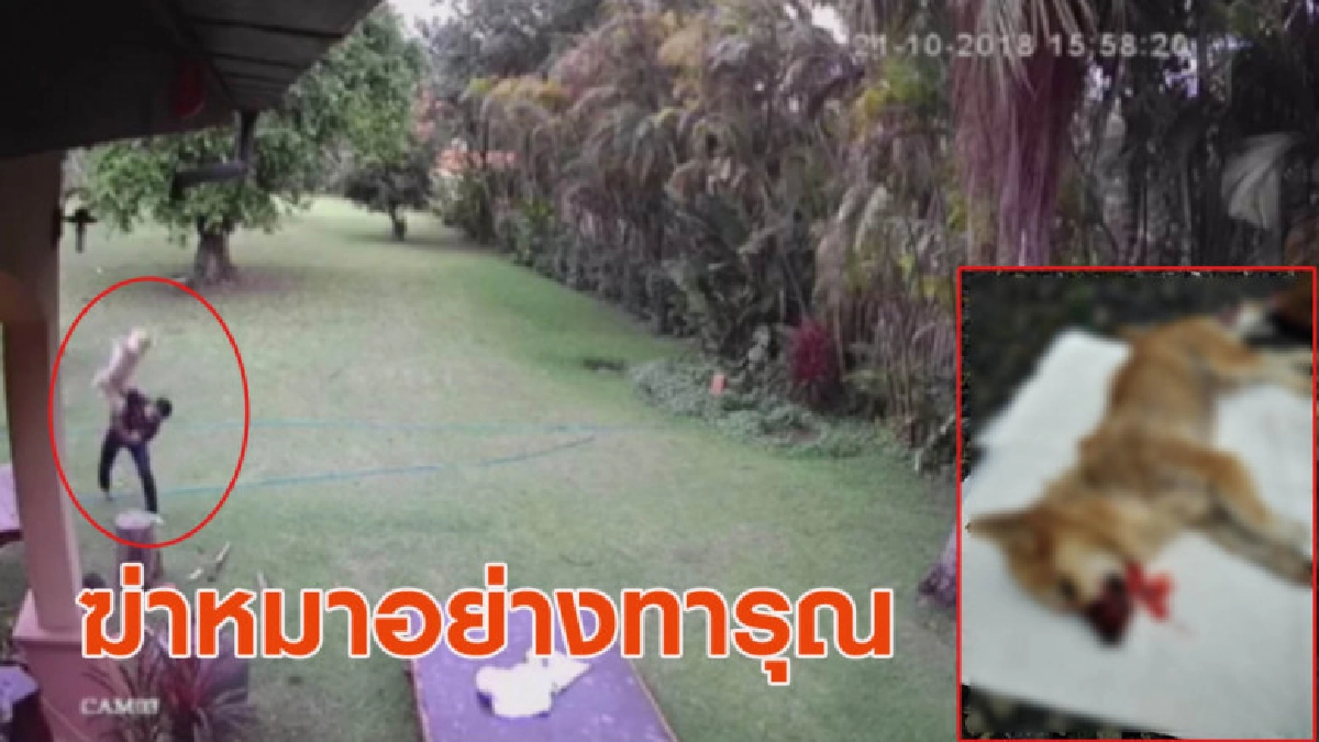 โหดเหี้ยม! ชายฆ่าหมาสุดทารุณ ตายแล้วยังจับหางฟาดพื้นต่อ โหดเหี้ยม! ชายฆ่าหมาสุดทารุณ ตายแล้วยังจับหางฟาดพื้นต่อ