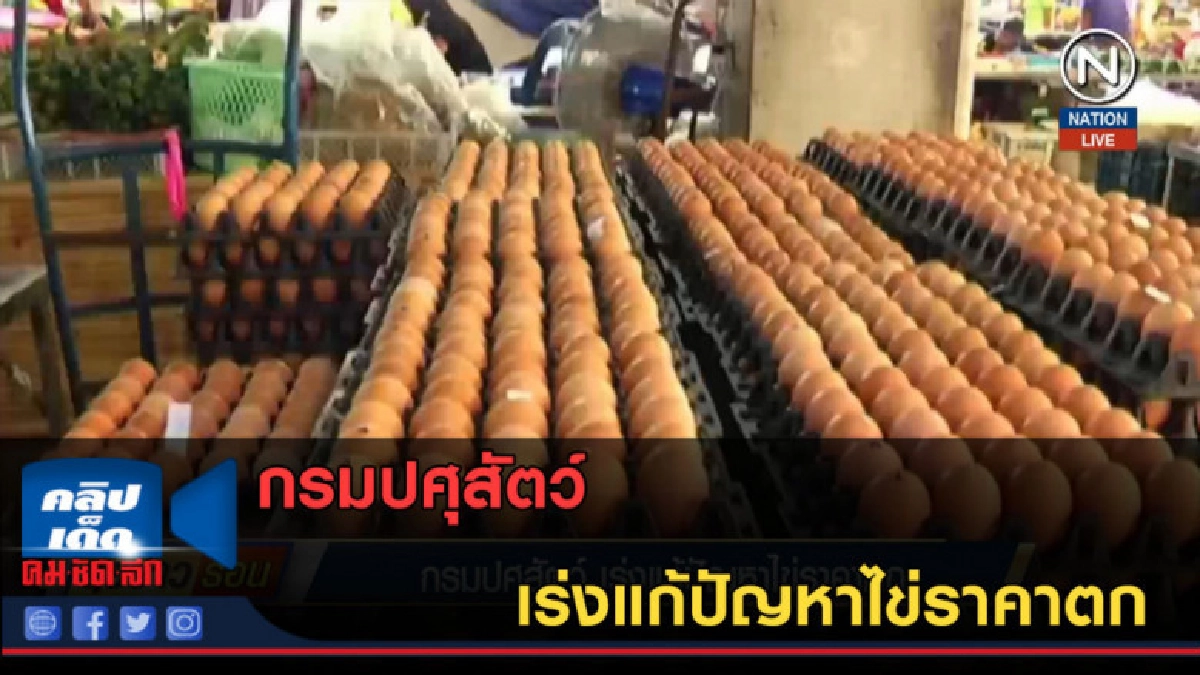 (คลิปข่าว) กรมปศุสัตว์ เร่งแก้ปัญหาไข่ราคาตก (คลิปข่าว) กรมปศุสัตว์ เร่งแก้ปัญหาไข่ราคาตก