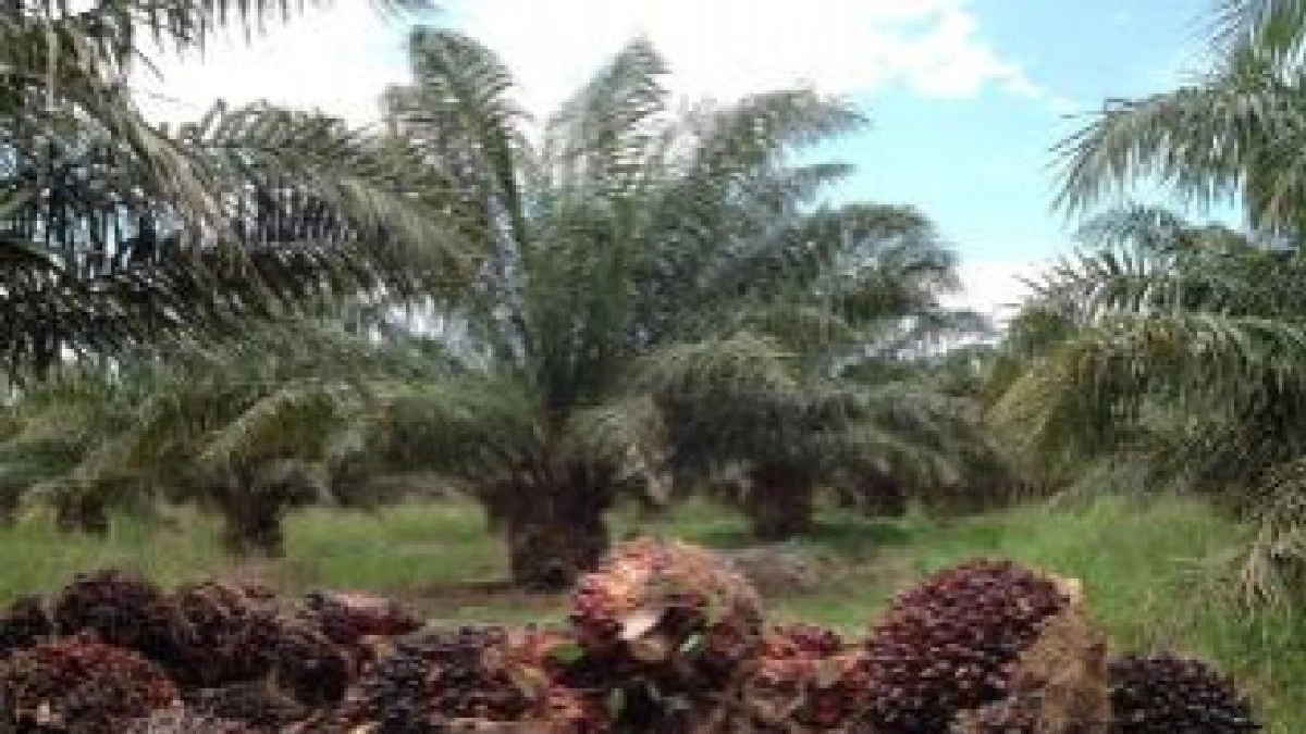 ชาวสวนปาล์มโอดราคาปาล์มตกต่ำทิ้งร้างสวนปาล์ม