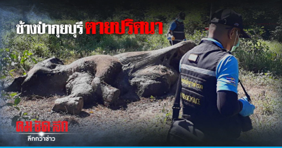 ยังไม่ทราบสาเหตุช้างป่ากุยบุรีตายในป่าลึก ยังไม่ทราบสาเหตุช้างป่ากุยบุรีตายในป่าลึก
