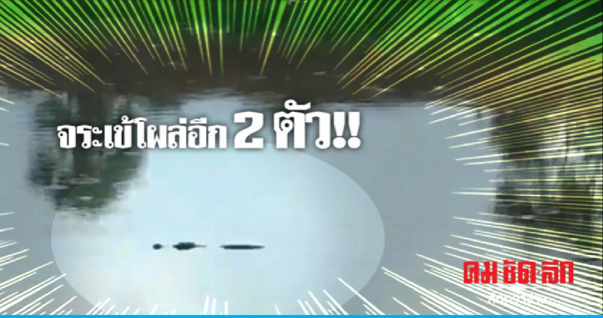 พบอีก 2 จระเข้ในคลอง อ.หาดใหญ่ พบอีก 2 จระเข้ในคลอง อ.หาดใหญ่