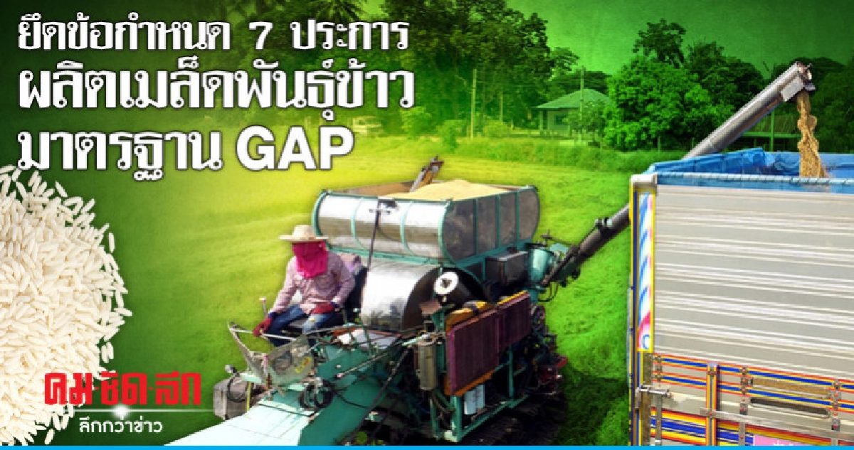 ยึดข้อกำหนด 7 ประการผลิตเมล็ดพันธุ์ข้าวมาตรฐาน GAP