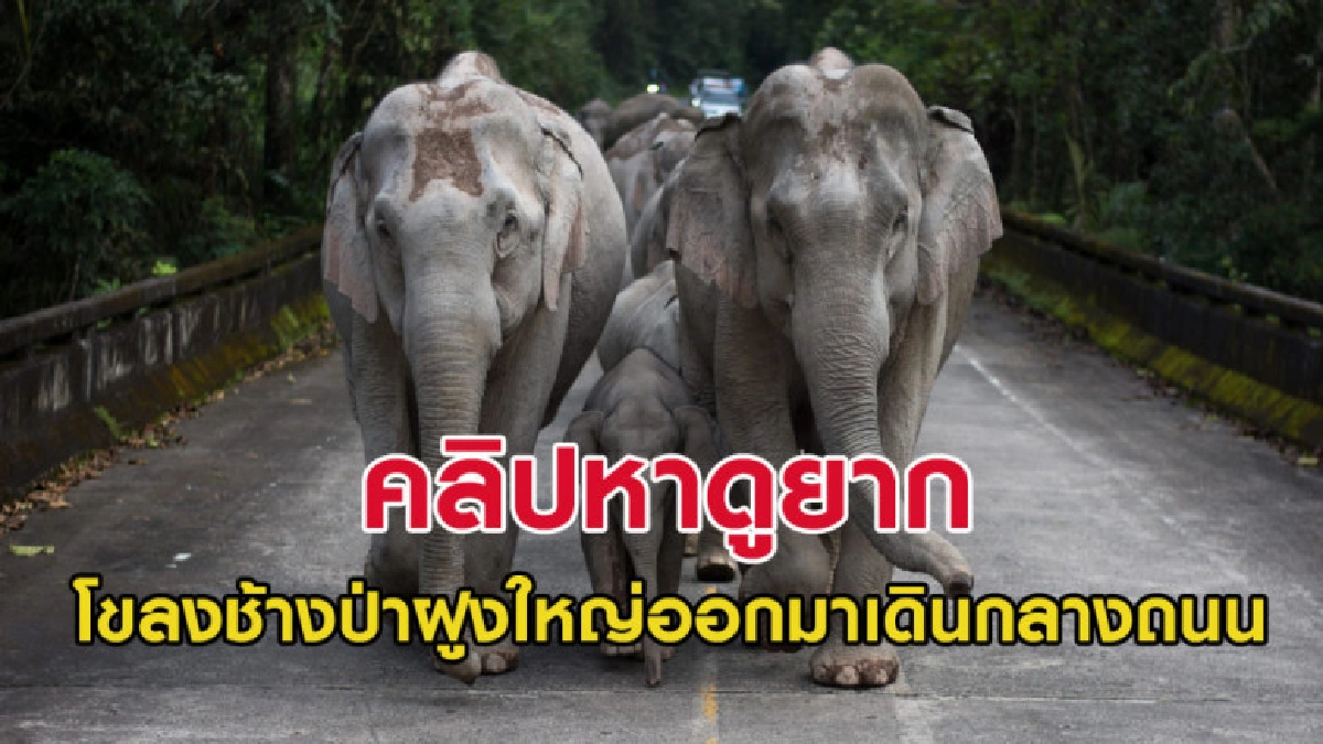 คลิปหาดูยาก! โขลงช้างป่าฝูงใหญ่ออกมาเดินกลางถนน คลิปหาดูยาก! โขลงช้างป่าฝูงใหญ่ออกมาเดินกลางถนน