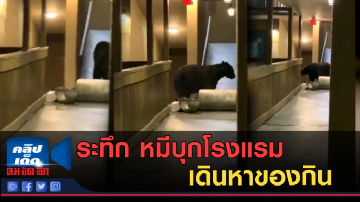 (คลิปข่าว) สาวสุดระทึก หมีบุกโรงแรมเดินหาของกิน (คลิปข่าว) สาวสุดระทึก หมีบุกโรงแรมเดินหาของกิน