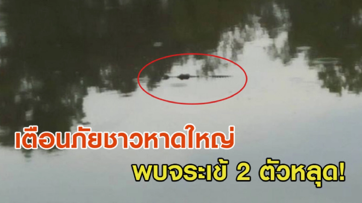 เตือนชาวสงขลา! หลังพบจระเข้ 2 ตัวหลุดลอยน้ำในคลอง เตือนชาวสงขลา! หลังพบจระเข้ 2 ตัวหลุดลอยน้ำในคลอง