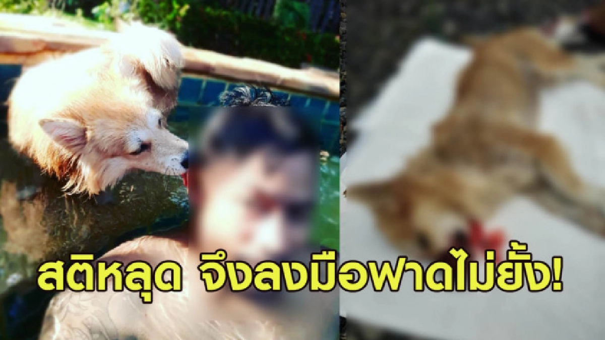 ชายจับหมาฟาดจนตาย รับสติหลุดจึงลงมือก่อเหตุฟาดไม่ยั้ง