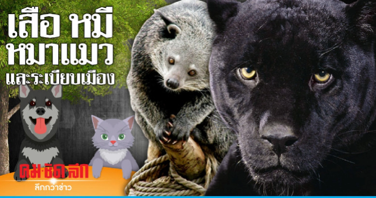 เสือ หมี หมาแมว และระเบียบเมือง