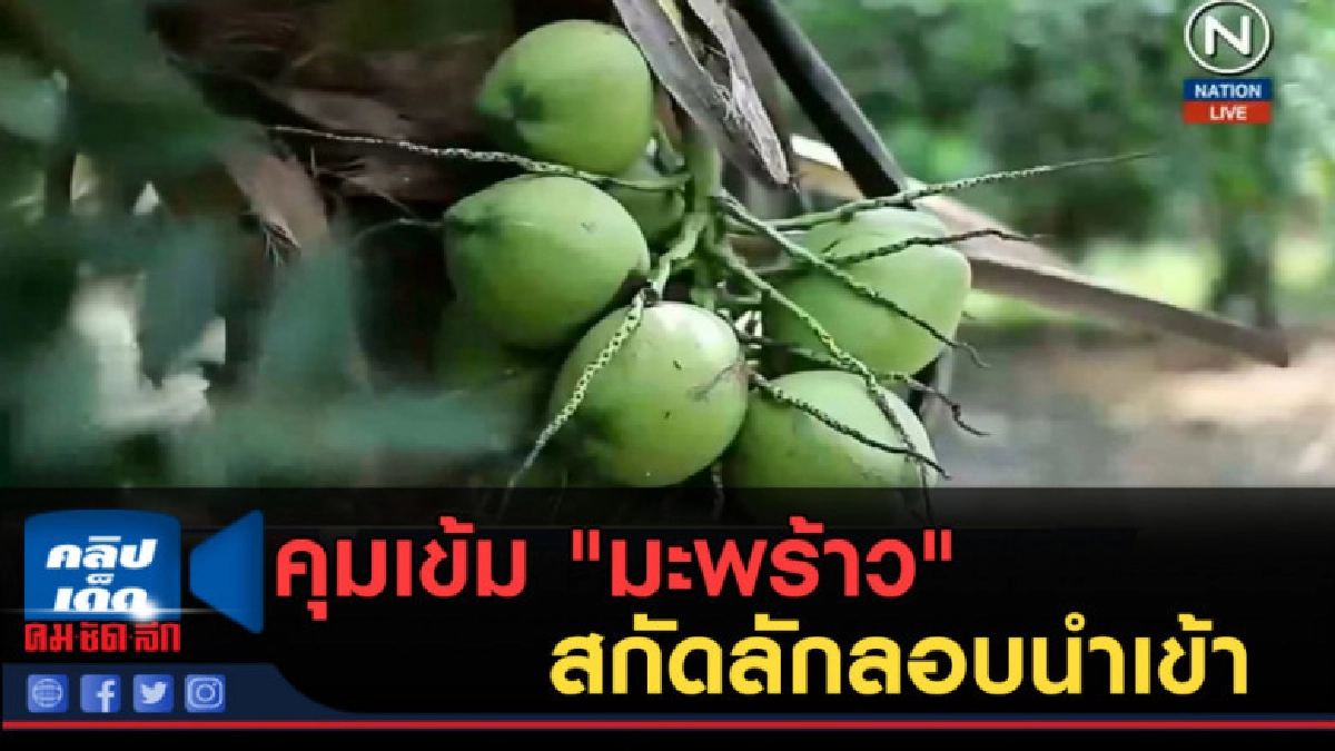 (คลิปข่าว) กกร.งัดมาตรการคุมเข้ม "มะพร้าว" สกัดลักลอบนำเข้า (คลิปข่าว) กกร.งัดมาตรการคุมเข้ม "มะพร้าว" สกัดลักลอบนำเข้า