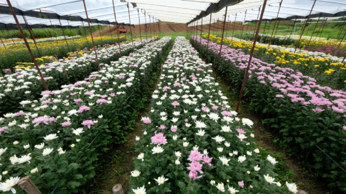 กรมส่งเสริมการเกษตรชวนท่องเที่ยวเชิงเกษตรต้อนรับฤดูหนาว