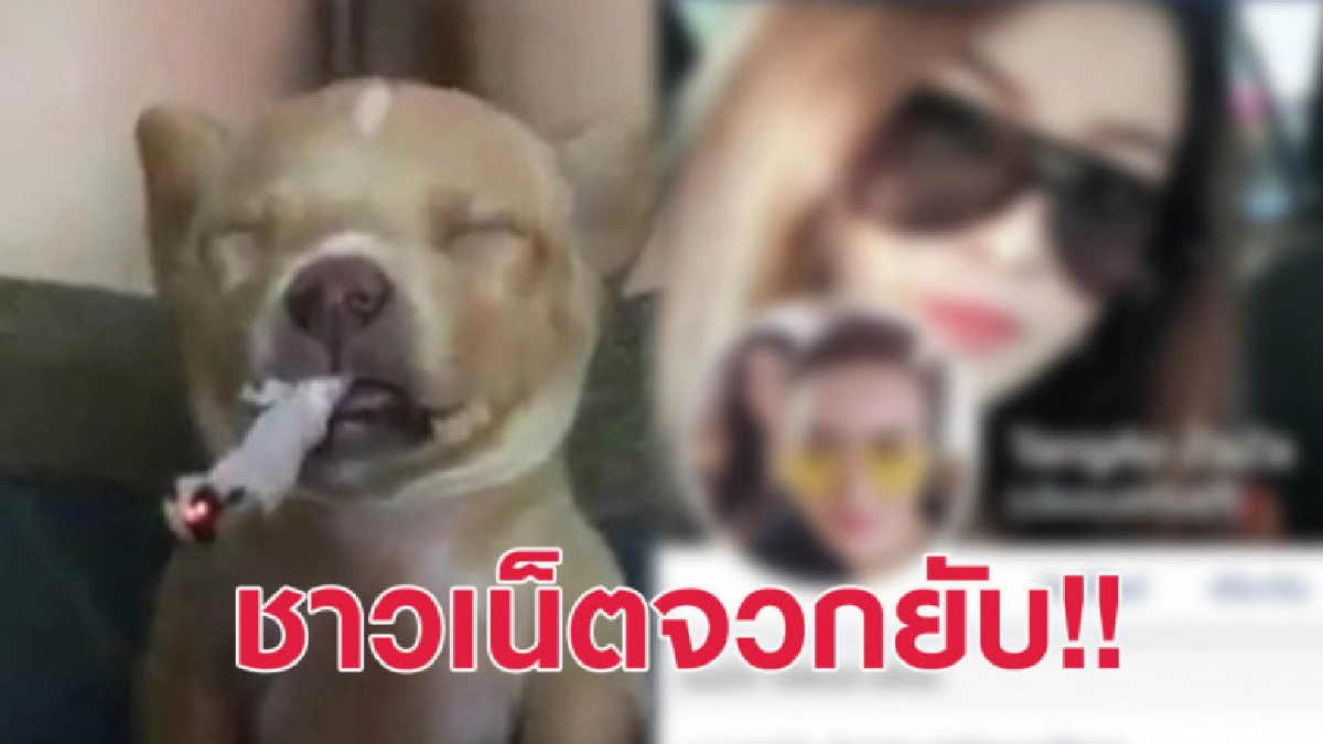 จวบยับ! เล่นพิเรนทร์แกล้งหมา แฉเป็นร้านข้าวมันไก่เจ้าดัง จวบยับ! เล่นพิเรนทร์แกล้งหมา แฉเป็นร้านข้าวมันไก่เจ้าดัง