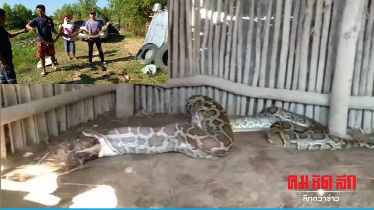 "ไอ้เหลือมเขมือบเป็ด" เจ้าของแทบช็อก "ไอ้เหลือมเขมือบเป็ด" เจ้าของแทบช็อก