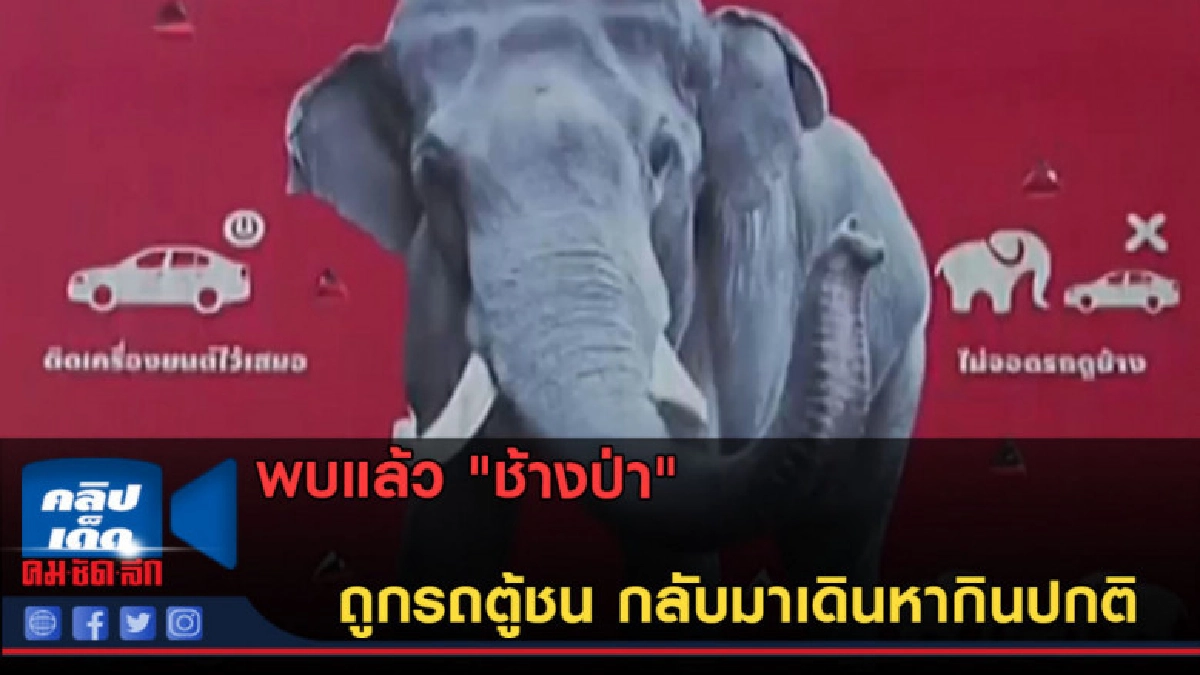 (คลิปข่าว) พบแล้ว "ช้างป่า" ถูกรถตู้ชน กลับมาเดินหากินปกติ (คลิปข่าว) พบแล้ว "ช้างป่า" ถูกรถตู้ชน กลับมาเดินหากินปกติ