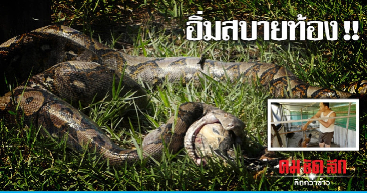 อิ่มสบายท้อง !! ผงะงูเหลือมเขมือบไก่ อิ่มสบายท้อง !! ผงะงูเหลือมเขมือบไก่