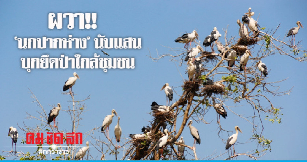 "นกปากห่าง" นับแสนยึด 20 ไร่ "นกปากห่าง" นับแสนยึด 20 ไร่