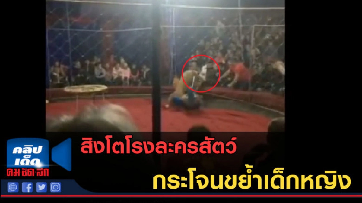(คลิปข่าว) สุดสยอง! สิงโตโรงละครสัตว์ กระโจนขย้ำเด็กหญิง