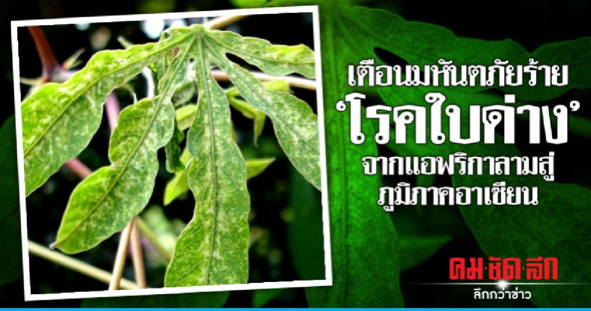 นักวิชาการเตือนมหันตภัยร้าย"โรคใบด่าง" นักวิชาการเตือนมหันตภัยร้าย"โรคใบด่าง"