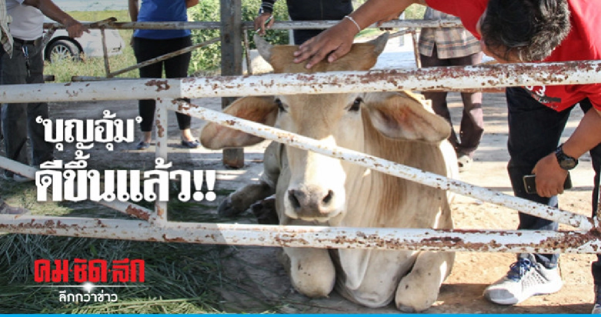 แม่วัวท้องแก่ถูกสองแถวชนขาหักอาการดีขึ้น !! แม่วัวท้องแก่ถูกสองแถวชนขาหักอาการดีขึ้น !!