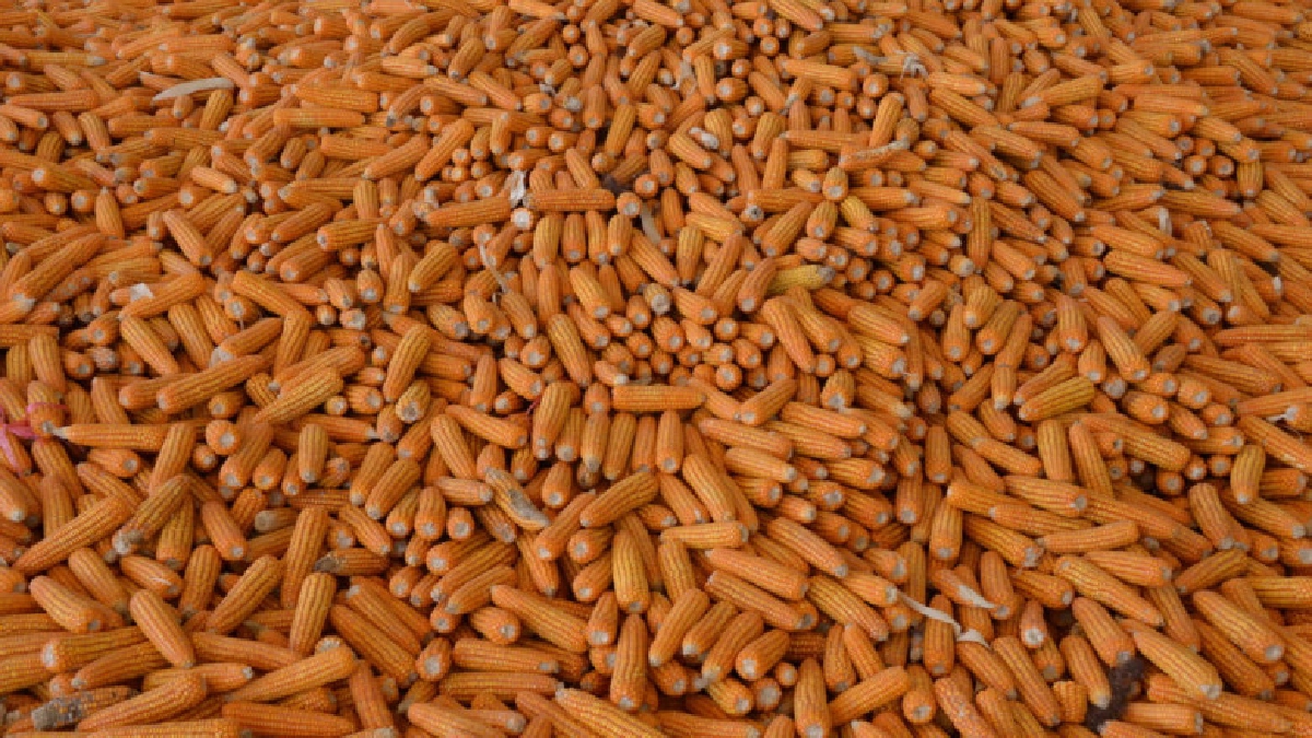 ซีพี ผนึกพลังภาครัฐ หนุนโครงการข้าวโพดหลังนา 